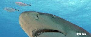 Lemon shark at Tiger Beach Bahamas. Used Canon T2i with a... by Ryan Ware 